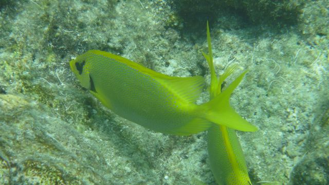 Poissons jaunes Poissons jaunes