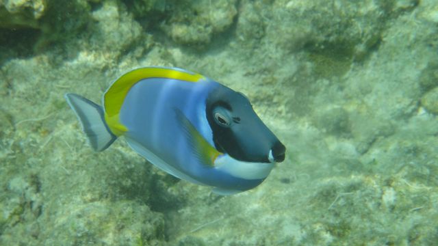 Chirurgien Chirurgien