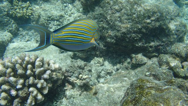 Poisson à rayures Poisson à rayures