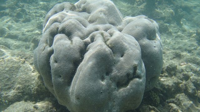 Patate de Corail Patate de Corail