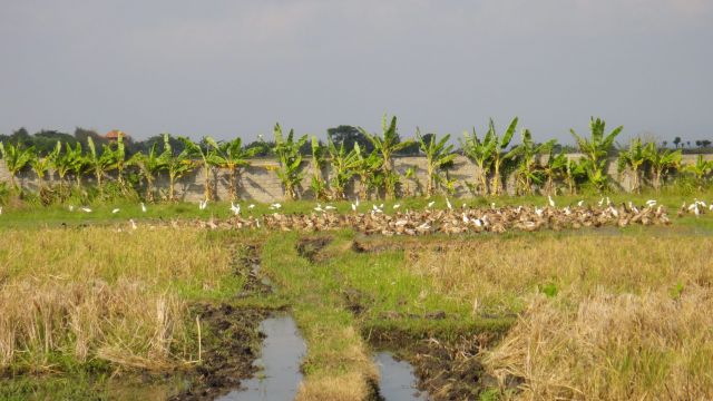 Sur le chemin de Tanah Lot