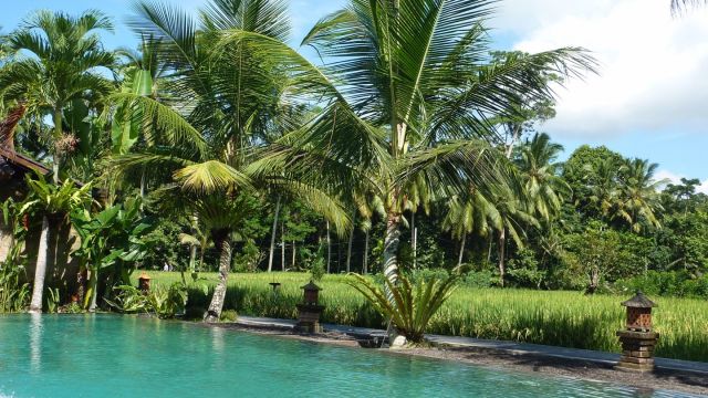Les rizières vues depuis la piscine