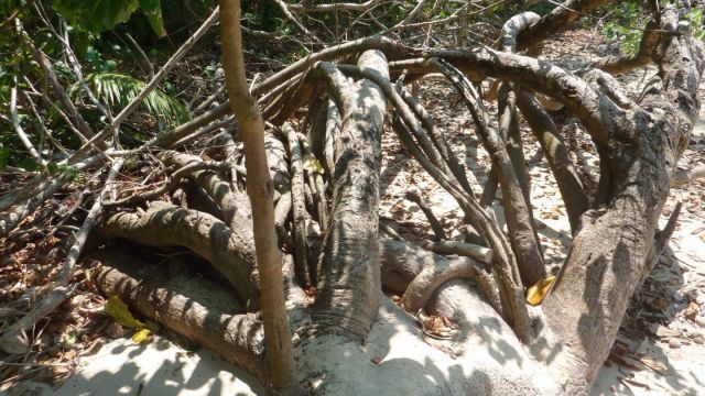 Zone propice à la construction d’une cabane cachée dans la végétation