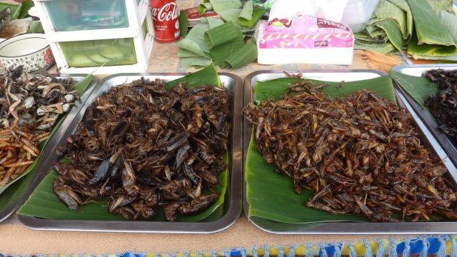 Bang Niang Night Market insectes grillés